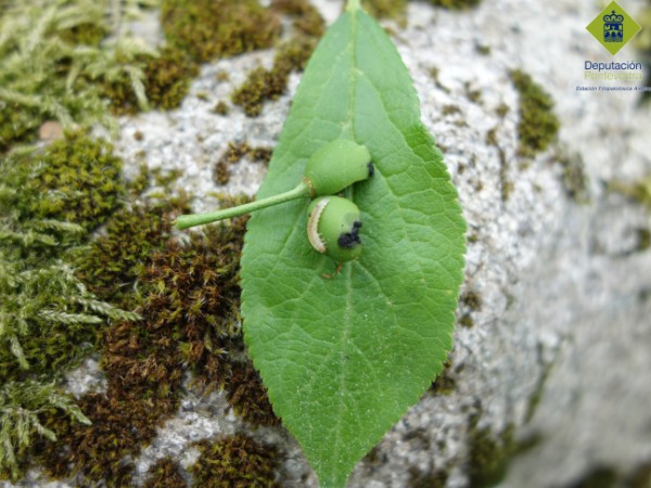 Larva de Hoplocampa